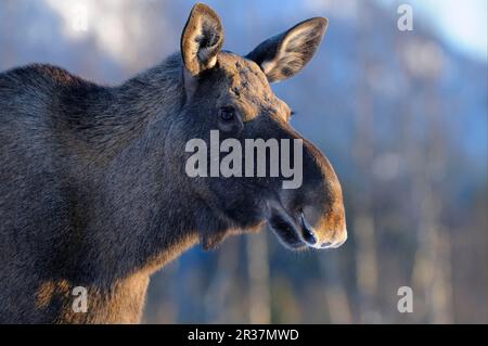 European Moose (Alces alces alces) adult, close-up of head, Norway Stock Photo