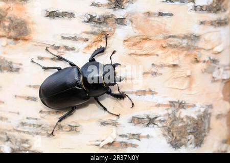 Greater Stag Beetle (Lucanus cervus) adul female, resting on tree trunk, Oxfordshire, England, United Kingdom Stock Photo