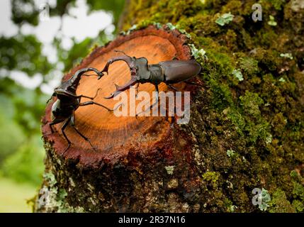 Greater Stag Beetle (Lucanus cervus) two adult males, interacting on oak tree, Romania Stock Photo