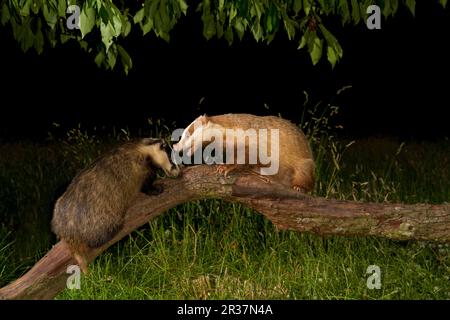 Eurasian Badger (Meles meles) two adults, normal and albino, fighting on fallen branch under Cherry (Prunus sp.) tree at night, England, United Stock Photo