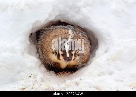 American Badger (Taxidea taxus) adult, at sett entrance in snow, Montana (U.) S. A, january (captive) Stock Photo