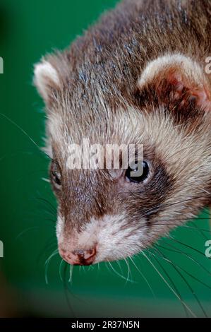 European polecat (Mustela putorius) forma furo, ferret (Mustela putorius furo), marten-like, predators, mammals, animals, Domestic ferret (Mustela Stock Photo