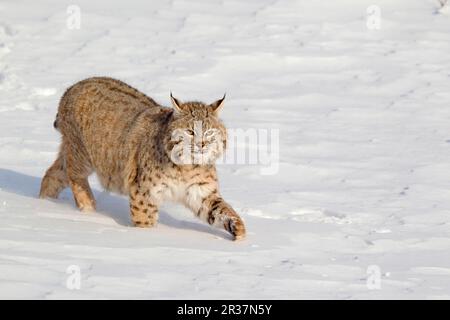 Bobcat (Lynx rufus) adult, walking in snow, Montana, U. S. A. january (captive) Stock Photo