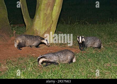 Badger, european badgers (Meles meles), Martens, Predators, Mammals, Animals, Eurasian Badger adult male, female and cub, foraging in woodland at Stock Photo