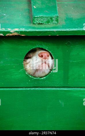 European polecat (Mustela putorius) forma furo, Ferret (Mustela putorius furo), Marten-like, Predators, Mammals, Animals, Ferret, Domestic (Mustela Stock Photo