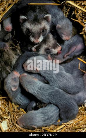 European polecat (Mustela putorius) forma furo, Ferrets (Mustela putorius furo), Martens, Predators, Mammals, Animals, Polecat Ferret (Mustela Stock Photo