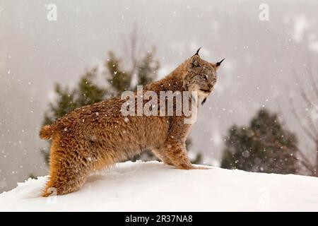 Canadian Lynx (Lynx canadensis) adult, standing in snow during snowfall, Montana, U. S. A. january (captive) Stock Photo