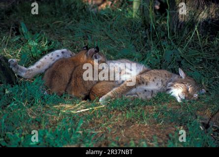 Wrangeli, Siberian Lynx (Felis lynx), Siberian Lynx, European Lynx, European Lynx, Predators, Mammals, Animals, Siberian Lynx (Lynx lynnx wrangeli) Stock Photo