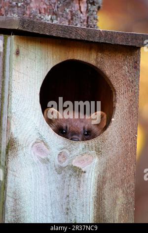 European pine marten (Martes martes), Martenidae, Predators, Mammals, Animals, Pine marten adult female, looking out from goldeneye nestbox in tree Stock Photo