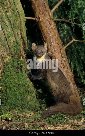 European pine marten (Martes martes), Martenidae, Predators, Mammals, Animals, Pine marten young male Stock Photo