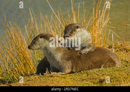 European Otter (Lutra lutra) adult male and female, playing on riverbank, England, United Kingdom Stock Photo