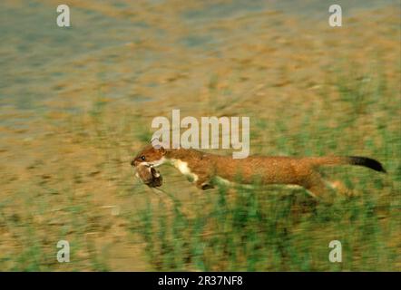 Ermine (Mustela erminea), stoats, large weasel, marten-like, predators, mammals, animals, Stoat adult running with young in mouth Stock Photo