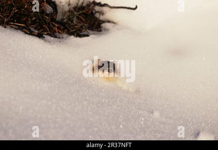 Ermine (Mustela erminea), stoats, large weasel, marten-like, predators, mammals, animals, Stoat Peering from snow hole Stock Photo