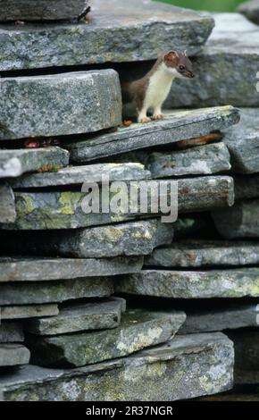 Ermine (Mustela erminea), stoats, large weasel, marten-like, predators, mammals, animals, Stoat Standing between stone wall, Finland Stock Photo