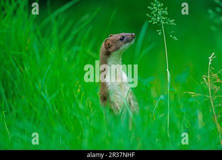 Ermine (Mustela erminea), stoats, large weasel, marten-like, predators, mammals, animals, Stoat looking over long grass Stock Photo