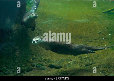 North American north american river otter (Lontra canadensis) two adults, swimming under water (in captivity) Stock Photo