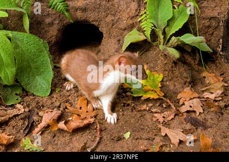 Ermine (Mustela erminea), stoats, large weasel, marten, predators, mammals, animals, stoat adult, emerging from entrance to rabbit burrow, Sussex Stock Photo