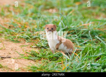 Least weasel (Mustela nivalis), marten, predators, mammals, animals, Weasel adult, standing with foot raised, East Bank, Cley, Norfolk, England Stock Photo