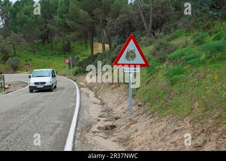 Iberian Lynx (Lynx pardinus) crossing warning sign beside road with passing car in dehesa, Sierra de Andujar, Jaen, Andalucia, Spain Stock Photo