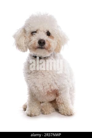 Domestic dog, Bichon Frise, adult, sitting, with collar Stock Photo