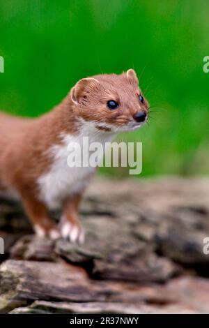 Weasel (Mustela nivalis) adult, close-up of head and neck, standing on log, Yorkshire, England, United Kingdom Stock Photo