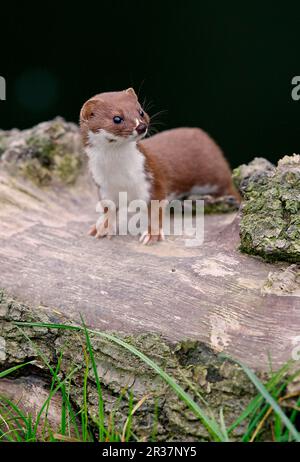 Weasel (Mustela nivalis) adult, standing on log, Yorkshire, England, United Kingdom Stock Photo