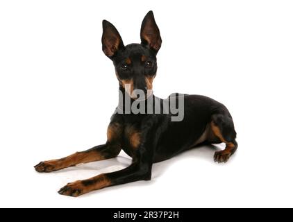 Domestic Dog, English Toy Terrier, black and tan, mature, prone Stock Photo