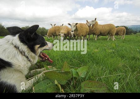 Domestic dog, Border Collie Sheepdog, close-up of head, watching flock of sheep grazing, Wales, United Kingdom Stock Photo