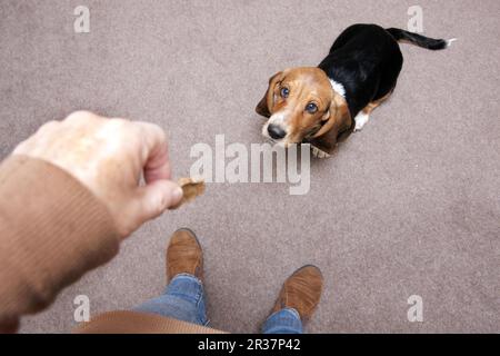 Domestic Dog, Basset Hound, puppy, sitting for treat offered by owner, England, United Kingdom Stock Photo