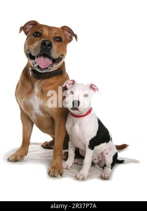 Domestic dog, Staffordshire Bull Terrier, adult male and puppy, sitting, with collars Stock Photo