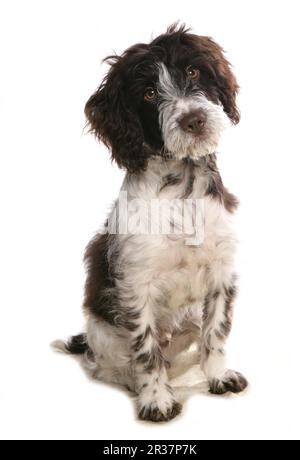 Domestic Dog, Cockerpoo (Cocker Spaniel x Poodle), Puppy, Sitting Stock Photo