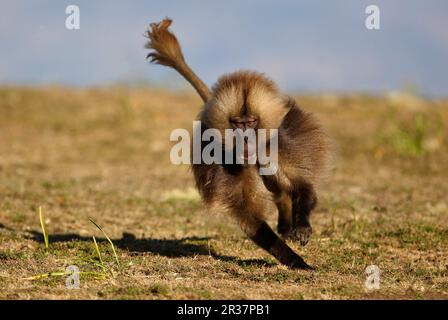 Gelada, gelada, blood-breasted baboon, gelada baboons (Theropithecus gelada), monkeys, baboons, primates, mammals, animals, Gelada Baboon dominant Stock Photo