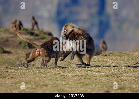 Gelada, gelada, blood-breasted baboon, gelada baboons (Theropithecus gelada), monkeys, baboons, primates, mammals, animals, Gelada adult male, being Stock Photo