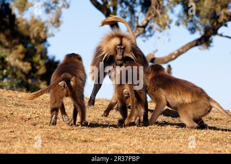 Gelada, gelada, blood-breasted baboon, gelada baboons (Theropithecus gelada), monkeys, baboons, primates, mammals, animals, Gelada adult male Stock Photo