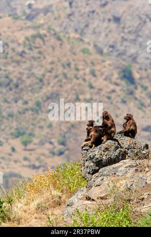 Gelada Baboon, Dscheladas, Blood-breasted baboon, gelada baboons (Theropithecus gelada), Monkeys, Baboons, Primates, Mammals, Animals, Gelada Baboon Stock Photo