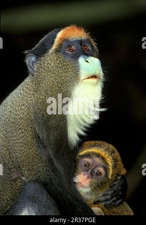 Brazzamere Cat, Brazzamere Cats (Cercopithecus neglectus), Monkey, Monkeys, Mammals, Animals, Debrazza Monkey Female with baby Stock Photo
