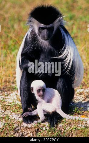 Angolan angola colobus (Colobus angolensis), adult female with baby, sitting on the ground (in captivity) Stock Photo