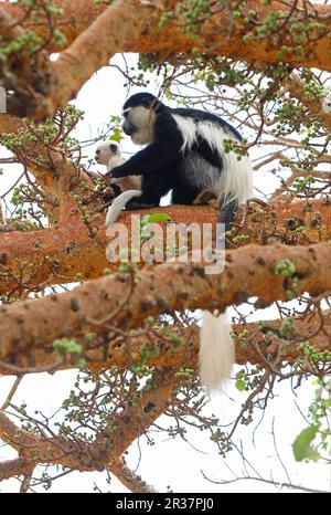 Guereza (Colobus guereza guereza) adult female with baby, sitting in fruit tree, Lake Awassa, Great Rift Valley, Ethiopia Stock Photo