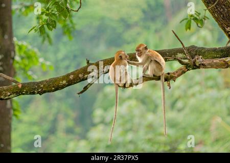 Crab-eating macaques (Macaca fascicularis), Javanese monkeys, Long-tailed macaque, Monkeys, Macaques, Primates, Mammals, Animals, Crab-eating macaque Stock Photo
