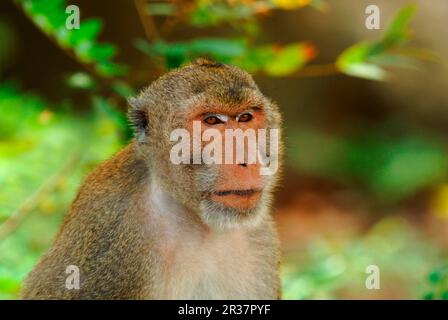 Crab-eating Macaque (Macaca fascicularis) adult, close-up of head, Khao Sam Roi Yot N. P. Thailand Stock Photo