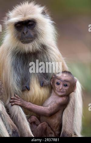 Grey langur of the southern plains gray langur (Semnopithecus dussumieri), adult female with young, Ranthambore N. P. Rajasthan, India Stock Photo