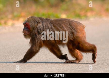 Stump-tailed Macaque (Macaca arctoides) adult male, crossing road, Pala U N. P. Western Thailand Stock Photo