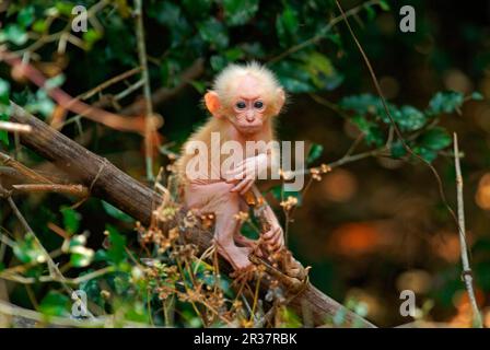 Stump-tailed Macaque (Macaca arctoides) baby, sitting on branch, Pala-u N. P. Western Thailand Stock Photo
