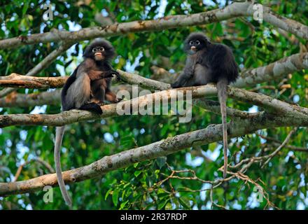 Dusky Leaf dusky leaf monkey (Trachypithecus obscurus), adult female with young, sitting on tree branches, Kaeng Krachan N. P. Thailand Stock Photo