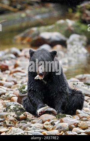 American Black Bear (Ursus americanus kermodei) adult, feeding on catch, fishing for salmon at edge of river in temperate coastal rainforest, Great Stock Photo