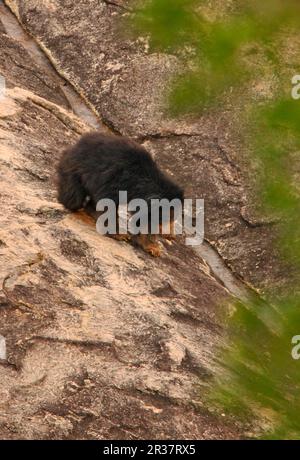 Ursus ursinus, sloth bear, sloth bears (Melursus ursinus), bears, predators, mammals, animals, Sloth Bear adult, walking down rockface, Yala N. P. Stock Photo