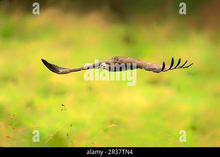 Common Buzzard (Buteo buteo), adult flying calling, Eifel, Germany, Europe Stock Photo