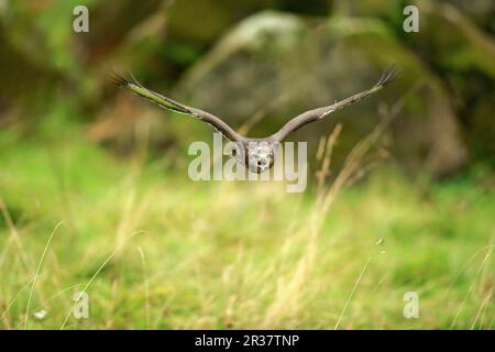 Common Buzzard (Buteo buteo), adult flying calling, Eifel, Germany, Europe Stock Photo