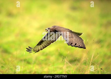 Common Buzzard (Buteo buteo), adult flying calling, Eifel, Germany, Europe Stock Photo