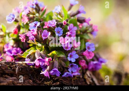 Mary's tears plant Stock Photo